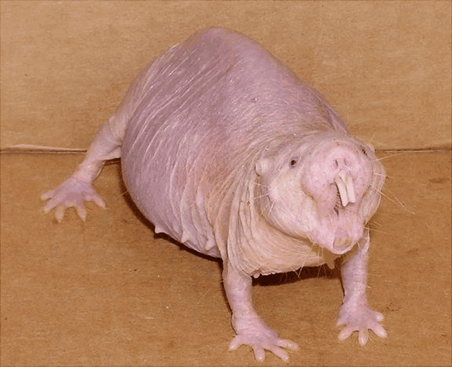 Rat Meme