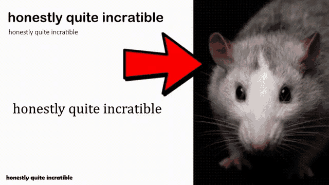 Rat GIF