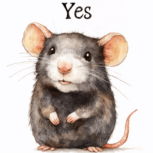 Rat Mouse GIF