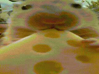 Rat Mouse GIF