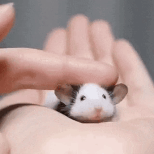 Rat Pet GIF