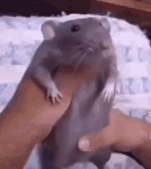 Rat GIF