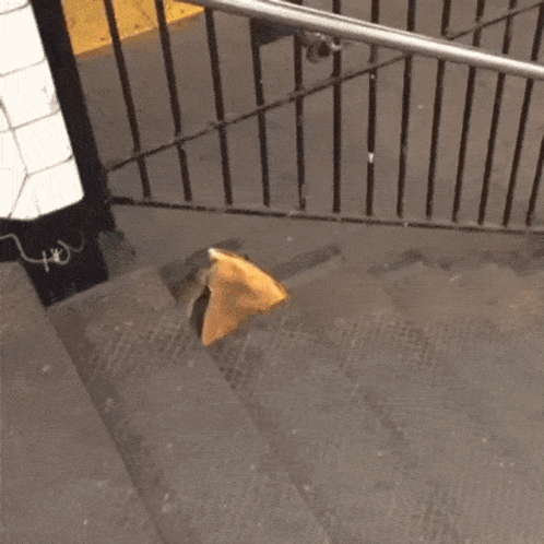 Rat Pizza GIF. This 498 x 498 animated GIF is part of our pizza rat collection. Related themes include pizza, rat. Created by lordslnlster. View the…
