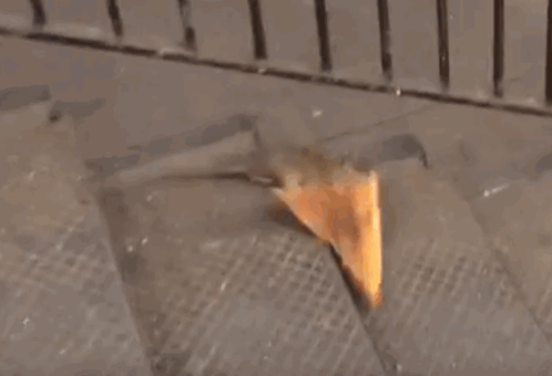Rat Pizza GIF. This 498 x 340 animated GIF is part of our pizza rat collection. Created by dumpburner. View the original animation, share it, or browse…