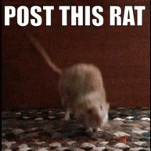 Rat Post This Rat GIF