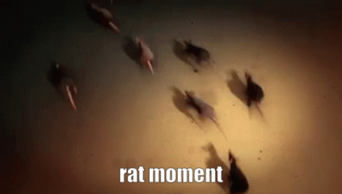 Rat Rats GIF