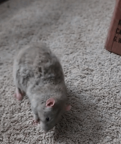 Rat Rats GIF