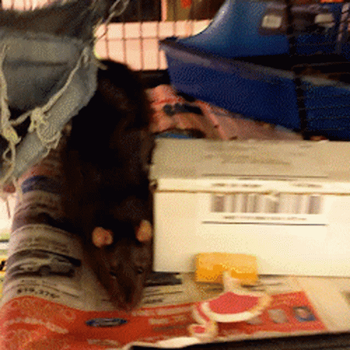 Rat Rats GIF. This 498 x 498 animated GIF is part of our pizza rat collection. Related themes include eating, pizza, rat. Created by GoogleIsEvil. View the…