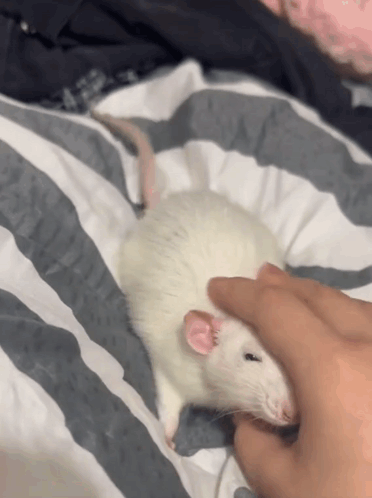 Rat Rats GIF