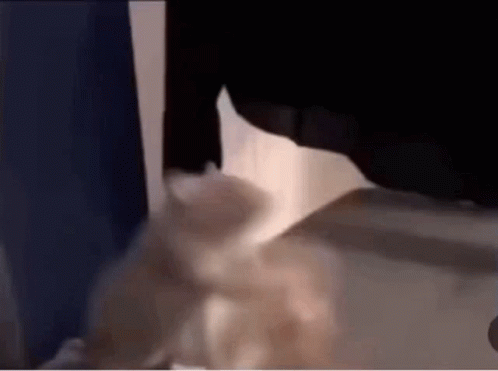 Rat Rats GIF