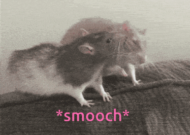 Rat Rats GIF