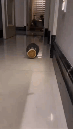 Rat Rats GIF