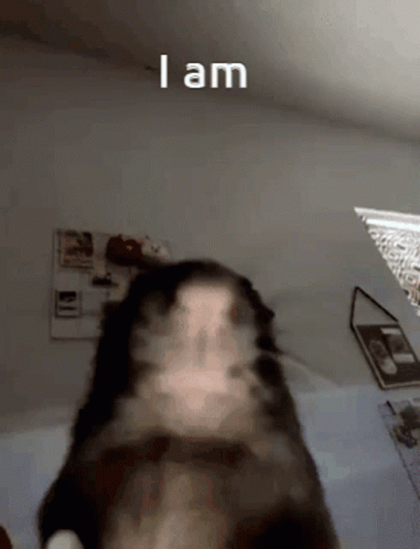 Rat GIF
