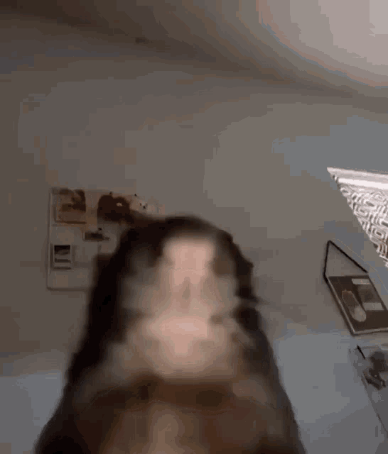 Rat Rodent GIF