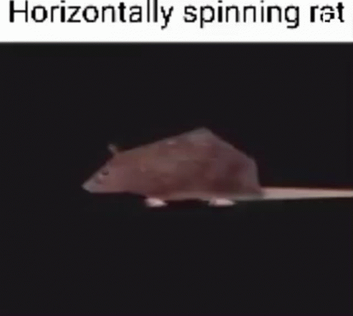 Rat Spinning GIF