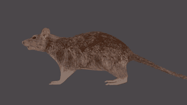Rat Spinning GIF
