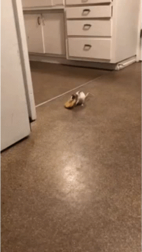 Rat Stealing GIF. This 281 x 498 animated GIF is part of our pizza rat collection. Related themes include jumping, pizza, rat. Created by Daxicorra. View…