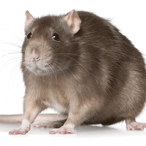 Rat Thumbs Down GIF