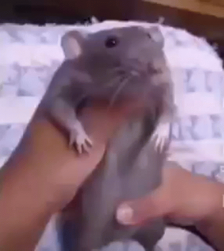 Rat GIF