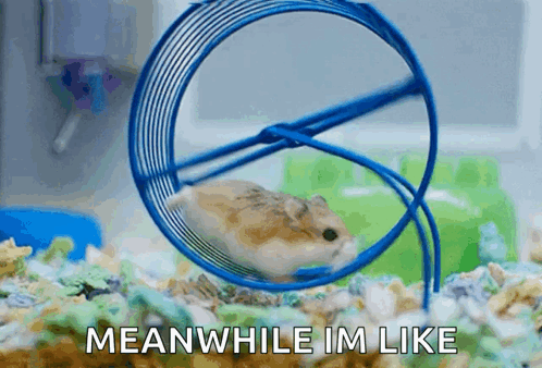 Rat Wheel GIF