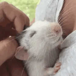 Rat Wonder Pets GIF
