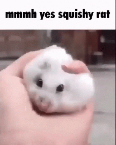Rat GIF