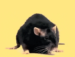 Rat Yellow Rat GIF