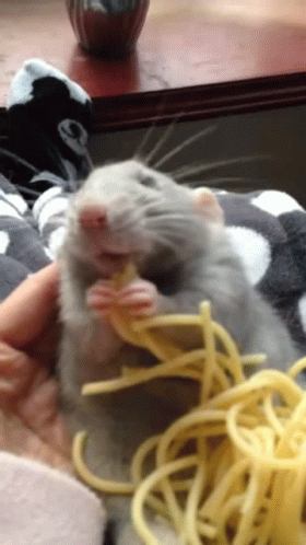 Ratatouille Cute GIF