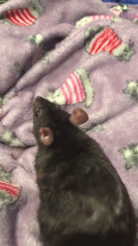 Rato GIF