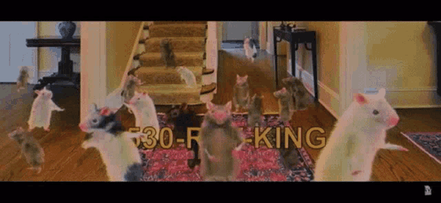 Rats Dance GIF