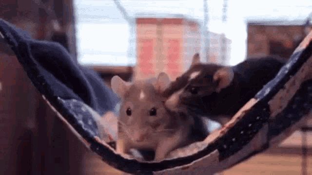Rats Hammock GIF