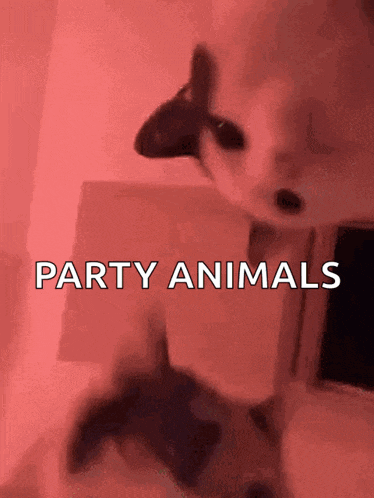 Rave Cats GIF