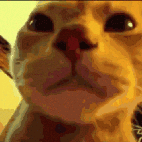 Rave Party GIF