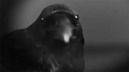Raven GIF