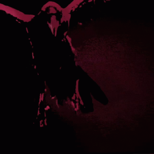 Raven Defi GIF