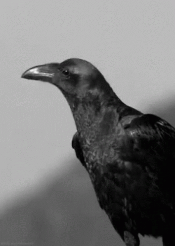 Raven Friend GIF