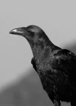 Raven GIF