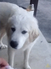Reaction Dog GIF