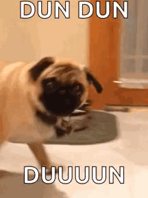 Reaction Pug GIF