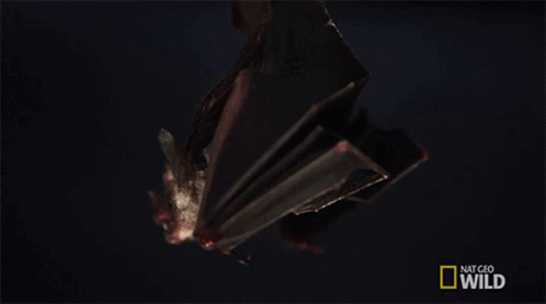 Ready To Fly Lesser Long Nosed Bat GIF