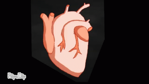 Real Heart Heartbeat GIF