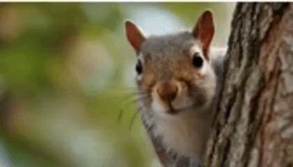 Rebeccamsauve Becca Streaming Today Squirrel Nuts Twitch GIF