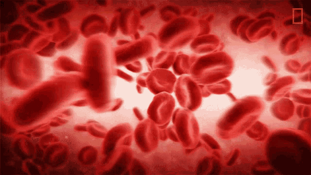 Red Blood Cells National Geographic GIF