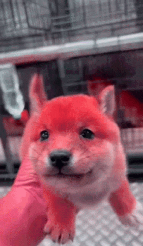 Red Dog Shibe GIF. This 291 x 498 animated GIF is part of our simpsons suspicious dog collection. Related themes include doge. Created by pumpluigi. View…