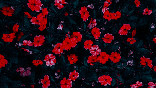 Red Flower Meme
