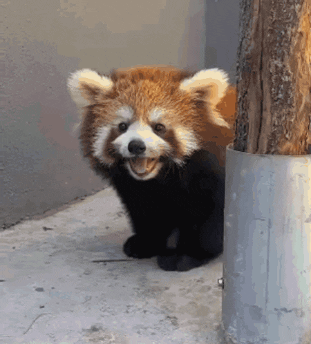 Red Panda Cute GIF