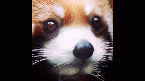 Red Panda Ptsd GIF