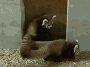 Red Panda Tackle GIF