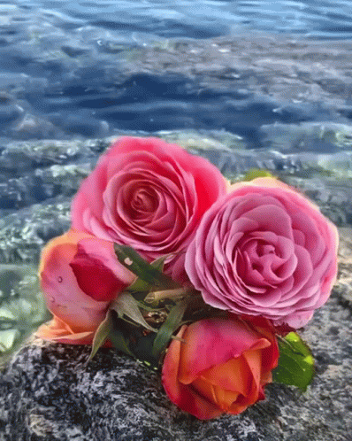 Red Rose GIF