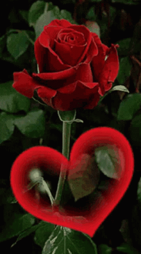 Red Rose Heart GIF